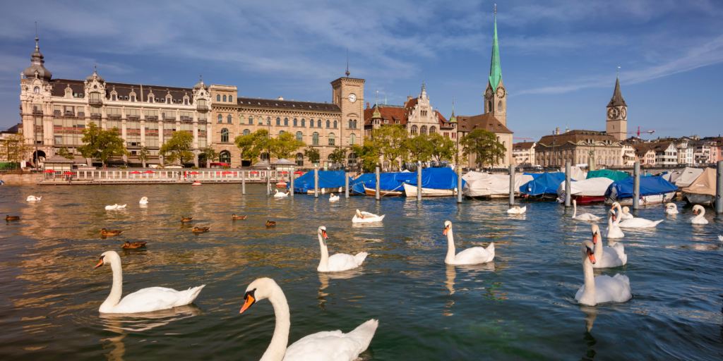 Ducks Lake Zurich