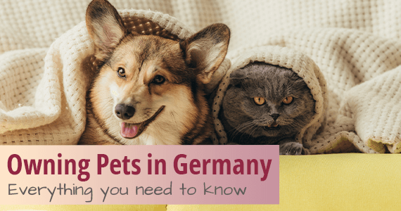 Owning Pets in Germany Dog Tax Pet Insurance Regulations