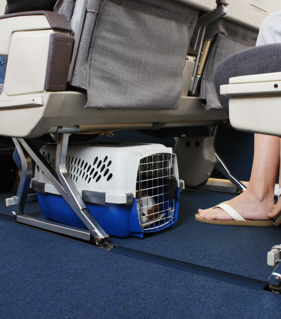 Travel Carrier bringing your pet abroad with you